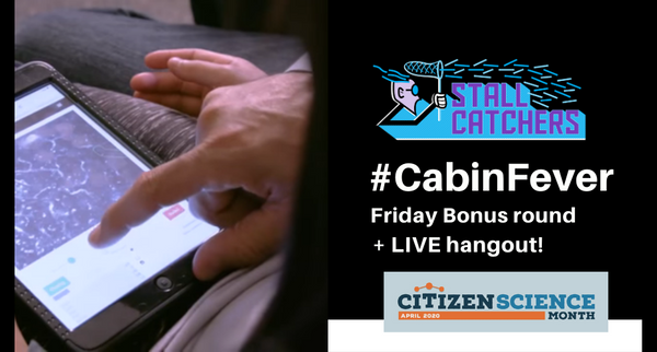 #CabinFever Friday Bonus round and LIVE hangout!